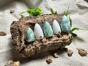 Sea ​​Shell